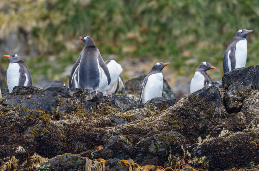 Pingüino Gentoo - islas Georgias del Sur 08.jpg